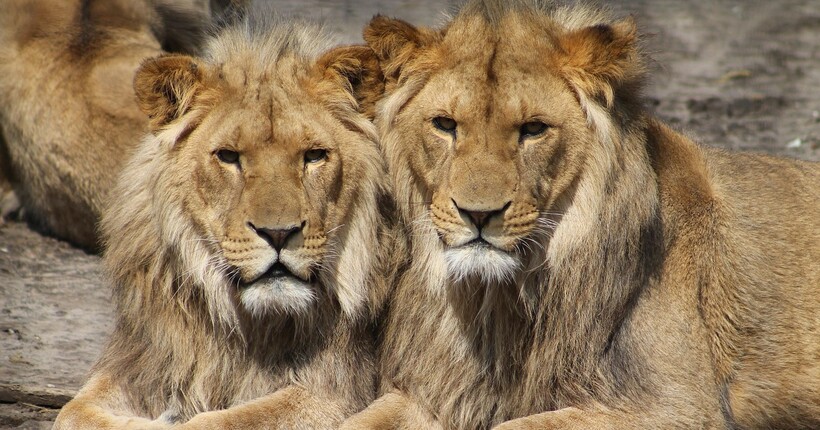 Два леви втекли з ребцентру для диких тварин у Хмельницькому