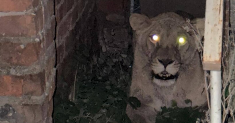 У Хмельницькому поліцейські знайшли другу левицю, що втекла із реабілітаційного центру для диких тварин