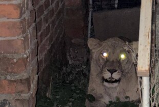 У Хмельницькому поліцейські знайшли другу левицю, що втекла із реабілітаційного центру для диких тварин