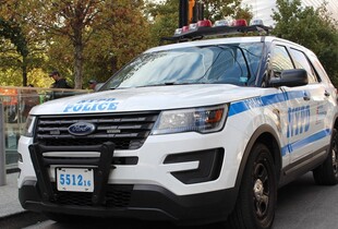 В США собака випадково поранив господаря з рушниці: деталі інциденту