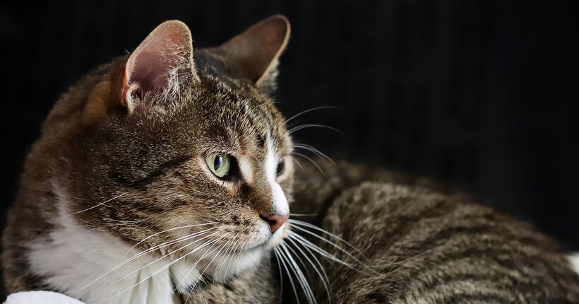 Власники котів можуть мати удвічі вищий ризик розвитку шизофренії - науковці