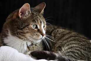 Власники котів можуть мати удвічі вищий ризик розвитку шизофренії - науковці