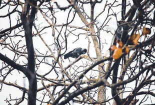 В Україну суне похолодання: прогноз погоди на 18 листопада