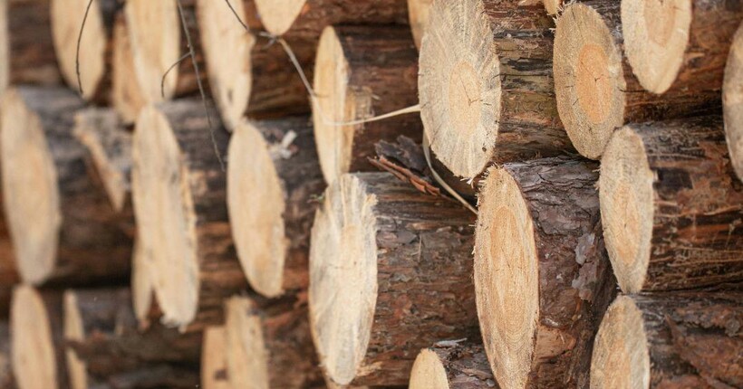 Депутату та двом спільникам на Одещині повідомили про підозру у контрабанді 75 тонн деревини до ЄС