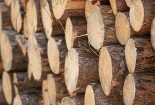 Депутату та двом спільникам на Одещині повідомили про підозру у контрабанді 75 тонн деревини до ЄС