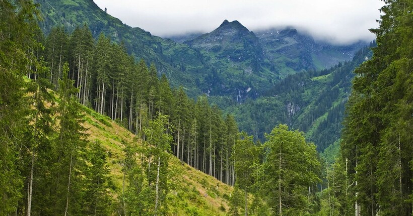 Порятунок 2000 гектарів пралісів: прокуратура через суд змусила владу захистити заповідники