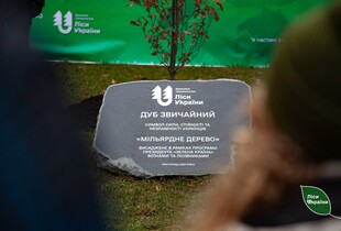 В Україні висадили мільярдне дерево за програмою президента 