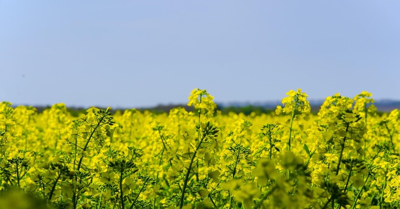 рф розпочала новий етап програми з асиміляції українських дітей: школярів із ТОТ везуть на Сахалін для 