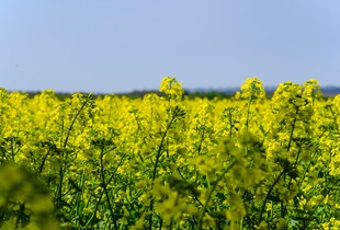 рф розпочала новий етап програми з асиміляції українських дітей: школярів із ТОТ везуть на Сахалін для 