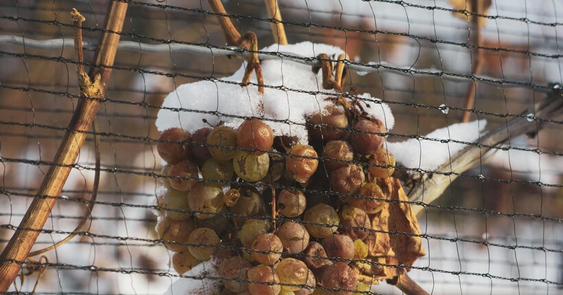 Як перевірити, чи добре укритий виноград від холоду в грудні