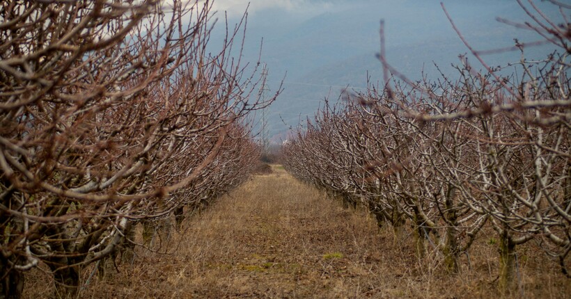 Роботи в саду й на городі в грудні - що важливо не пропустити