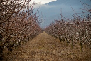 Роботи в саду й на городі в грудні - що важливо не пропустити