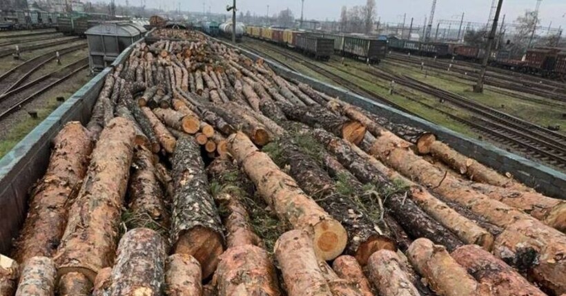 В Україні зупинили наймасштабнішу контрабанду цінної деревини до Румунії (фото)