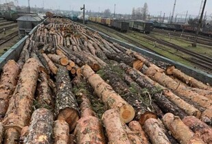 В Україні зупинили наймасштабнішу контрабанду цінної деревини до Румунії (фото)