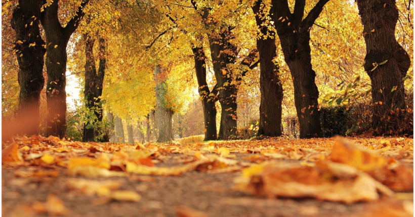 Синоптики прогнозують потепління в Україні: температура зросте на 3-5 градусів