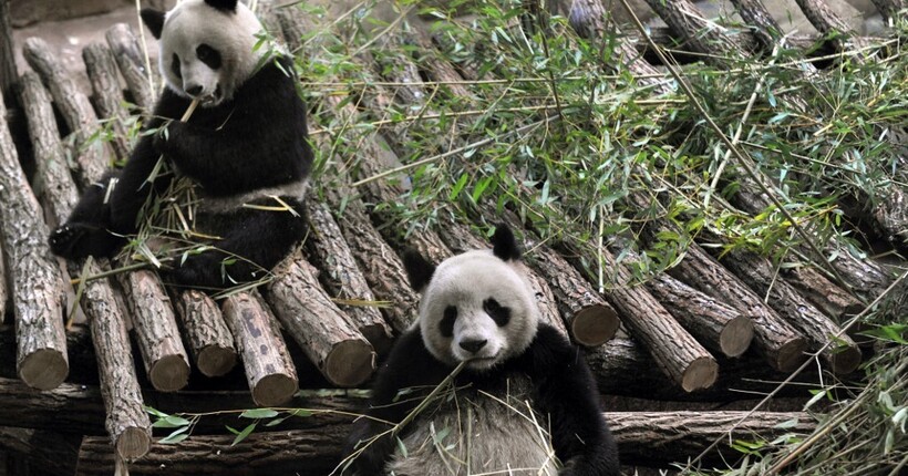 Франція відправила двох гігантських панд 