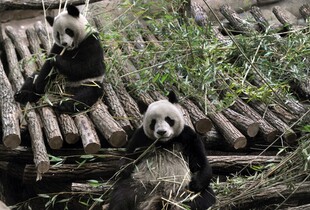 Франція відправила двох гігантських панд 