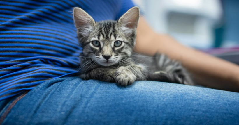 Кому точно не варто заводити кота - важливі аргументи 