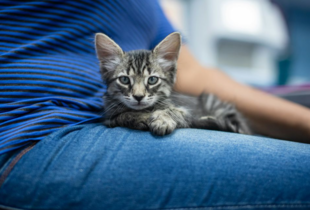 Кому точно не варто заводити кота - важливі аргументи 