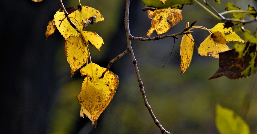 Тепло, але із сильним вітром: прогноз погоди на 26 листопада