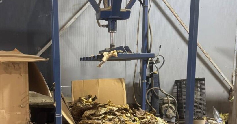 Фабрика на 30 млн грн: на Буковині аграрій організував підпільне виробництво тютюну