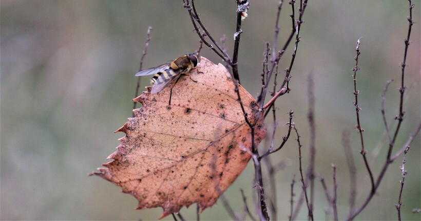 Контрастна погода в Україні: де 27 листопада буде тепло, а куди прийде похолодання