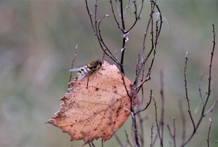 Контрастна погода в Україні: де 27 листопада буде тепло, а куди прийде похолодання