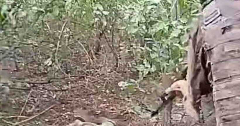 Росіяни розстріляли українського полоненого в Покровському районі 