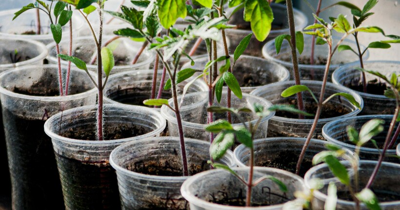 Рисова вода для розсади: натуральне добриво, яке працює безвідмовно