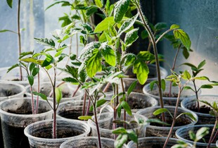 Рисова вода для розсади: натуральне добриво, яке працює безвідмовно