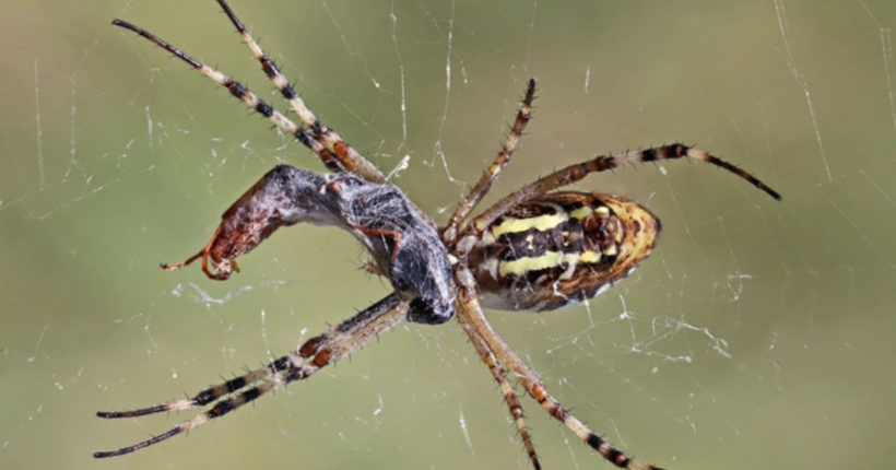 Вкусив павук: як розпізнати небезпечну рану і що з нею робити