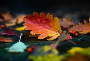 Погода 30 листопада: чого чекати від останнього дня осені