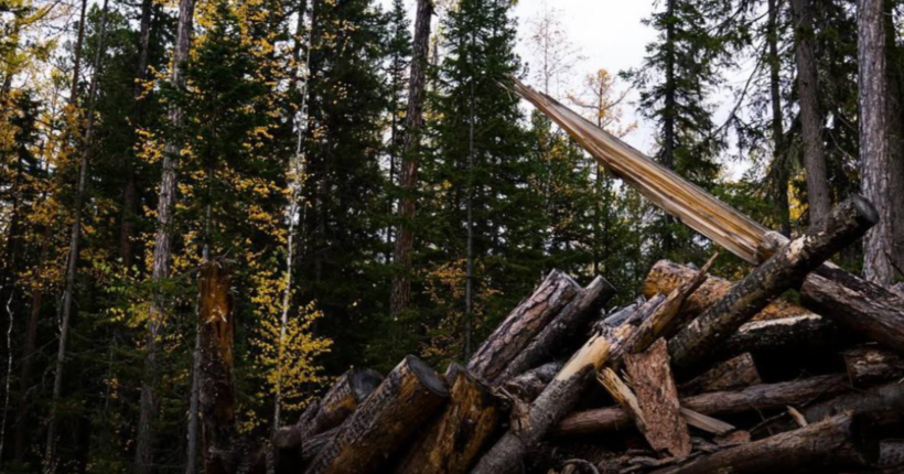 На Львівщині судитимуть екскерівника лісгоспу за масштабні незаконні рубки