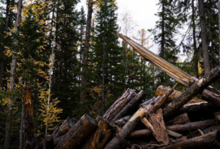 На Львівщині судитимуть екскерівника лісгоспу за масштабні незаконні рубки