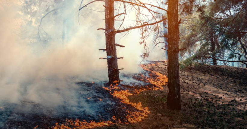 Російська агресія завдала довкіллю України збитків на понад 6 трлн грн - Мінекономіки