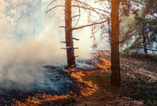 Російська агресія завдала довкіллю України збитків на понад 6 трлн грн - Мінекономіки