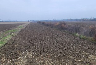 На Закарпатті судитимуть посадовиць НААН за розкрадання 300 тонн зерна на 1,9 млн грн