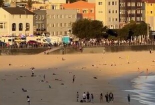 Теракт на пляжі в Сіднеї: щонайменше 12 людей загинули внаслідок стрілянини