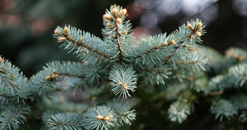 В Україну суне антициклон Frieda: прогноз погоди на 16 грудня