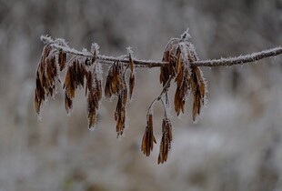 Якою буде погода 19 грудня: прогноз від синоптики ні Діденко