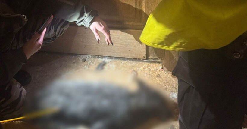 У Києві у жінки вилучили вовка і лисицю, які жили у квартирі