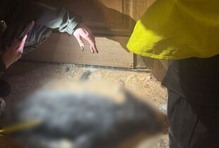 У Києві у жінки вилучили вовка і лисицю, які жили у квартирі