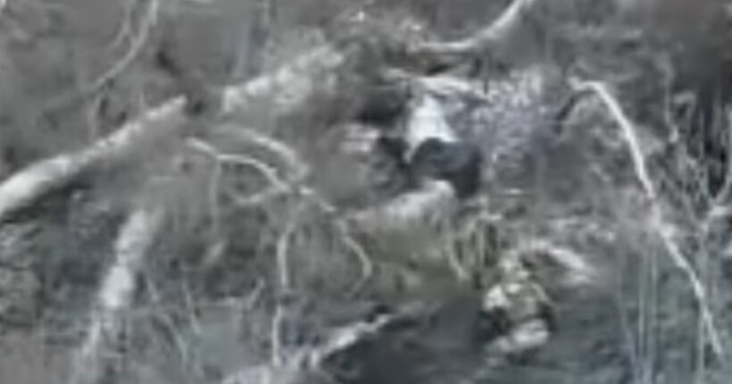 На Харківщині прикордонники зупинили прорив російських військ через річку Лозова