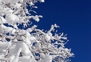 Погода на Новий рік: Діденко дала прогноз на 31 грудня та 1-2 січня