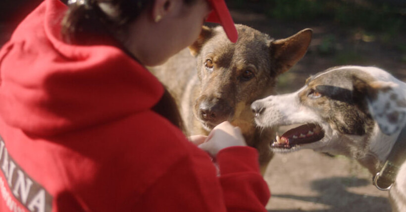 Як соціальні проєкти Purina змінюють життя тварин: адопція, освітні програми й ініціативи, що працюють
