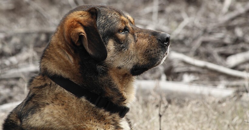 На Одещині дитина скинула домашнього собаку зі схилу: на матір склали адміністративний протокол