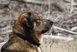 На Одещині дитина скинула домашнього собаку зі схилу: на матір склали адміністративний протокол
