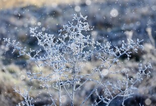 Тиждень розпочнеться з морозів: прогноз погоди на 19 січня