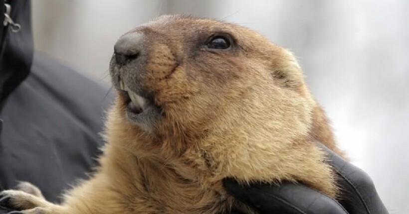 Бабак Тимко IV спрогнозував прихід весни в Україну: подробиці