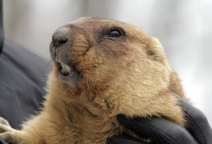 Бабак Тимко IV спрогнозував прихід весни в Україну: подробиці